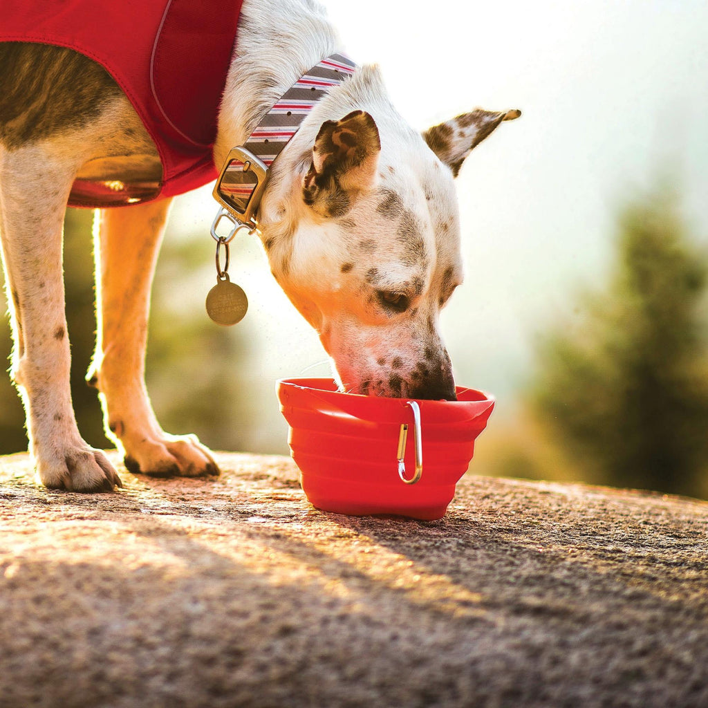 Kurgo Collapsible & Portable Travel Dog Bowl for Food & Water